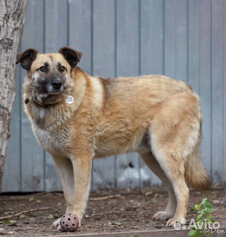 Отдаю песика Буча в добрые руки