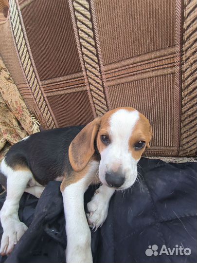 Девочка парода эстонская гончая