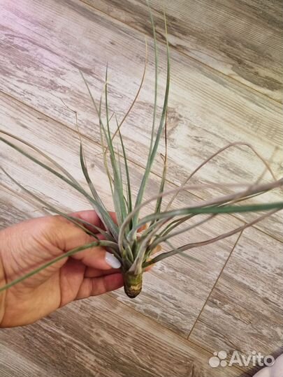 Тилландсия атмосферная