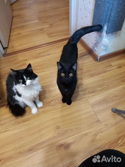 Кошечка в добрые руки