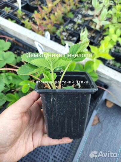 Земклуника Пенелопа