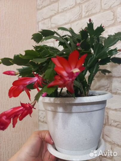 Продам горшечные цветы