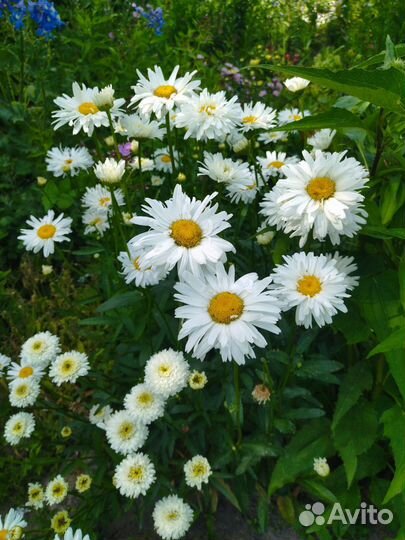 Многолетники для сада