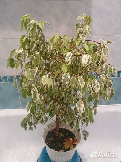 Фикус Бенджамина