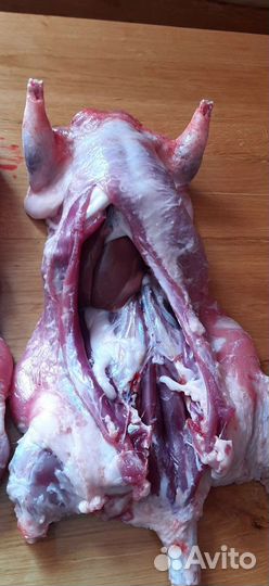 Мясо нутрии