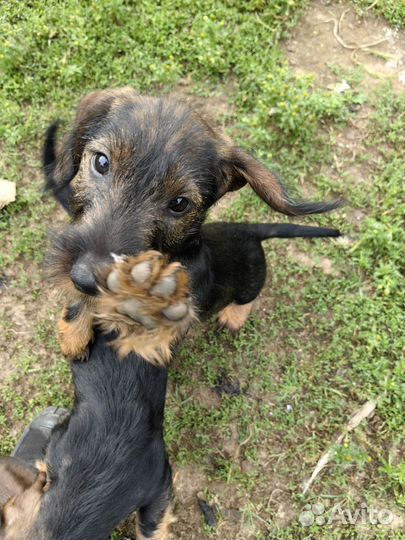 Жесткошерстная такса