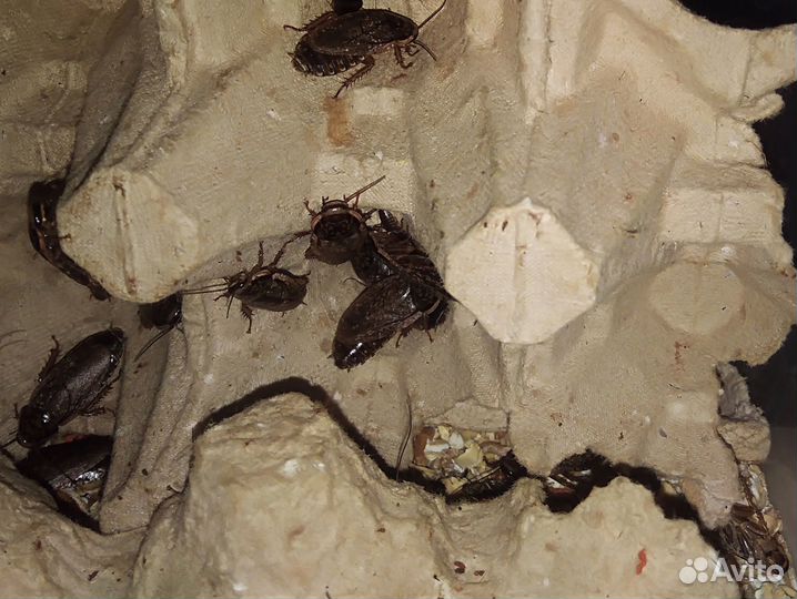 Тараканы, зофобас