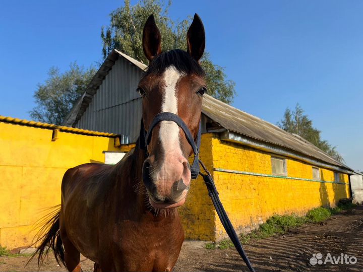 Кобыла 3 года