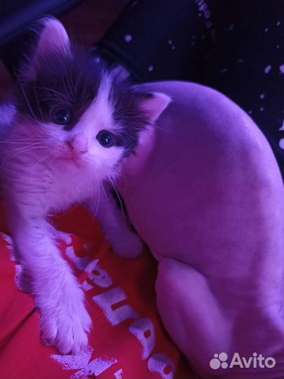 Котëнок в добрые руки