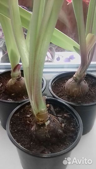 Гиппиаструм