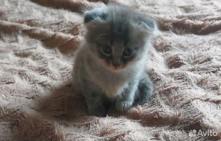 Шотландские