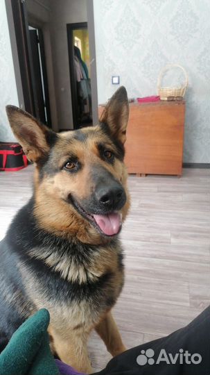 Немецкие щенки