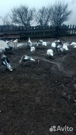 Индюки домашние