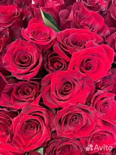 101 роза оптом