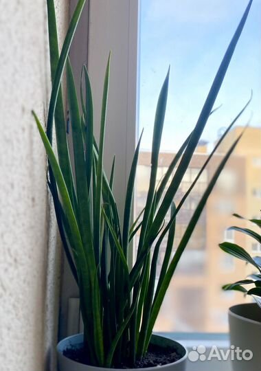 Сансевиерия микадо