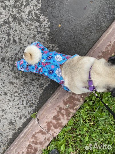 Дождевик для собаки средних пород