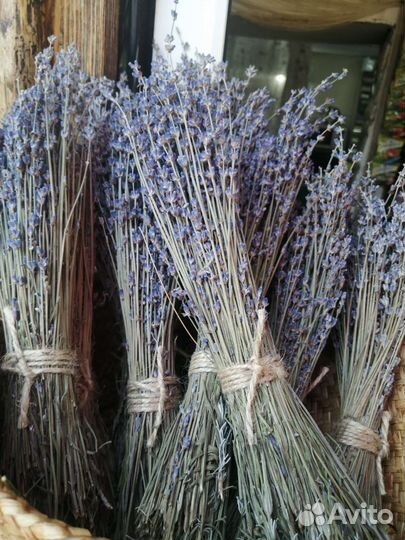 Лаванда крымская сухоцвет