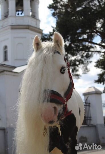 Жеребец тинкер