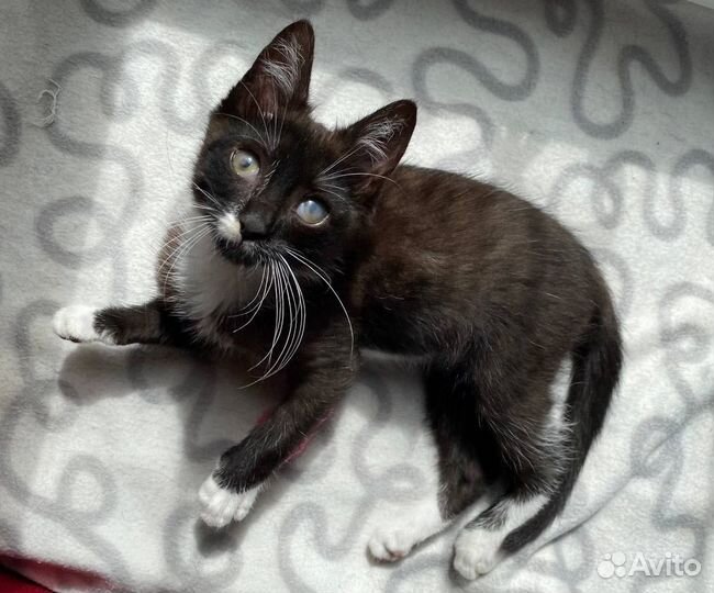 Симпатюля Луша в добрые руки