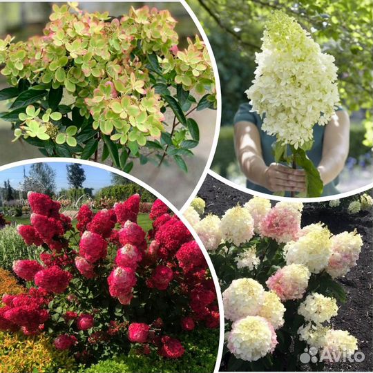 Самые красивые гортензии - карлики (2)