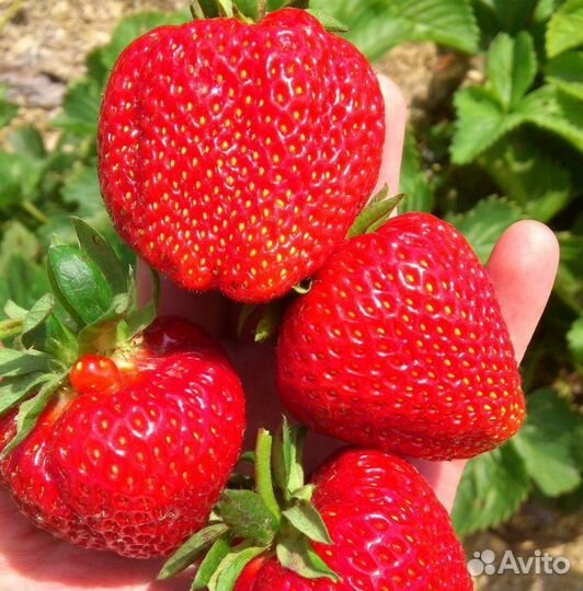 Саженцы клубники, малины