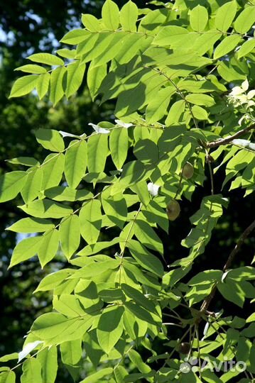 Орех Зибольда, разные сорта на посадку