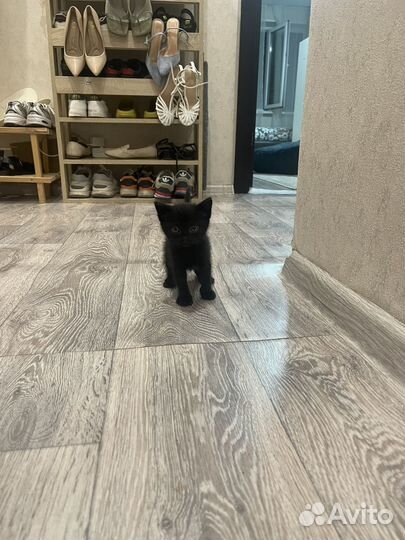Котёнок