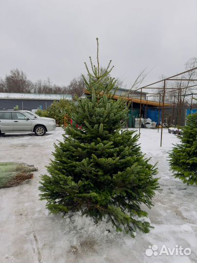 Пихта Нордмана Премиум Новогодняя