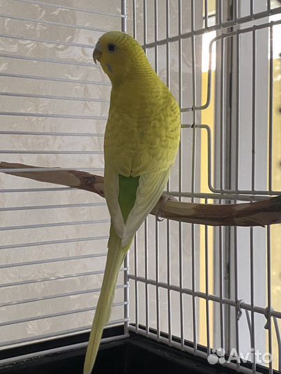 Волнистый попугай с клеткой