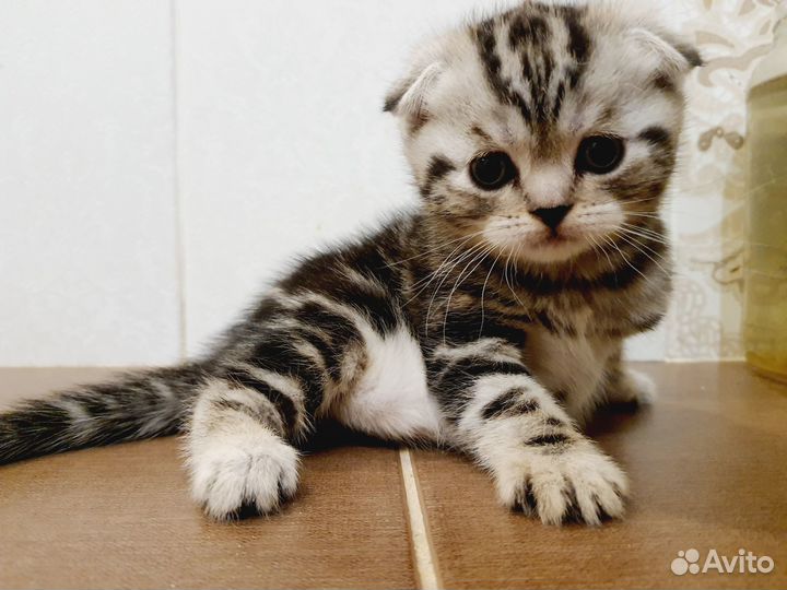 Шотландские котята
