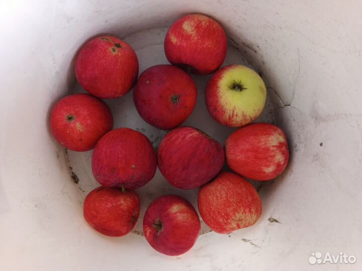 Яблоки