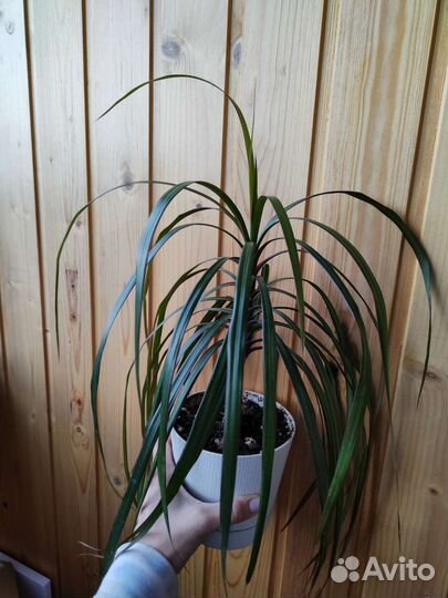 Драцена маргината