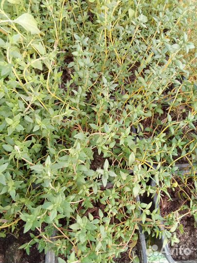 Пряные травы