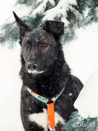 Собака из приюта в добрые руки