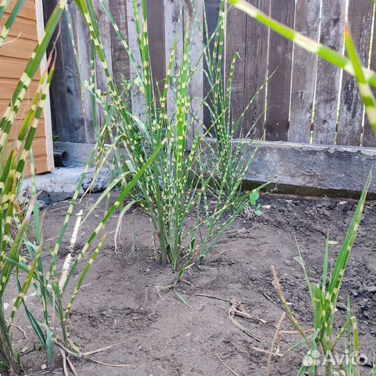 Мискантус Зебрина