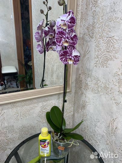Сортовые орхидеи