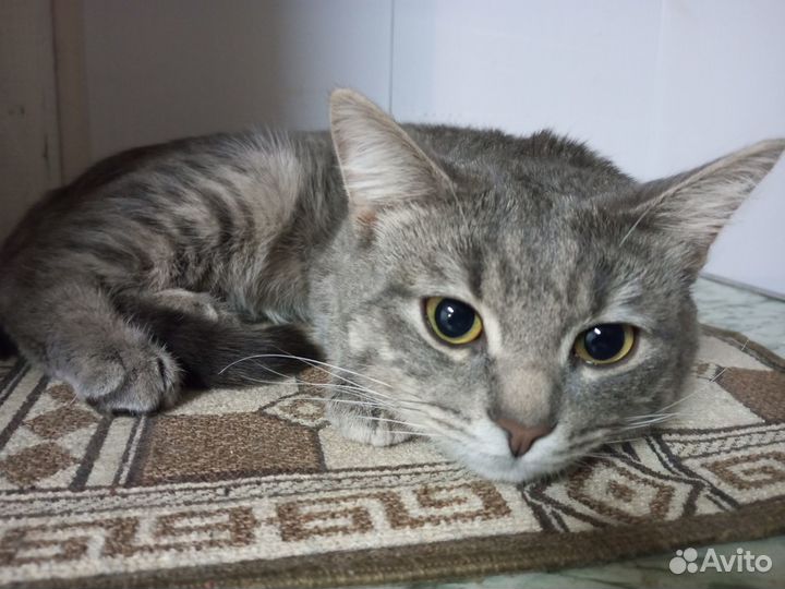 Отдам кота в добрые руки