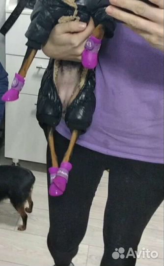 Обувь для собак