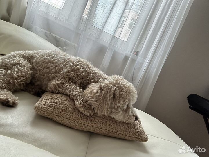 Собака для фотосессии (мальтипу)