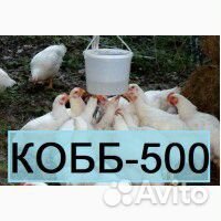 Бройлер.(суточ).Индюшата.Петушки(4мес)