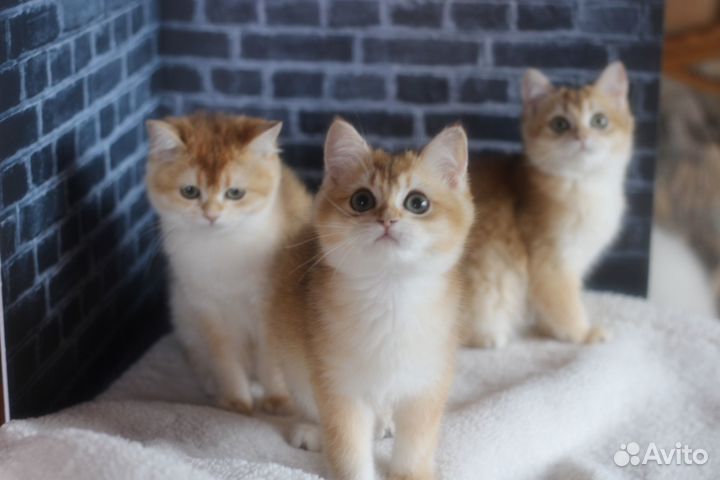 Котята ny12 4 mes