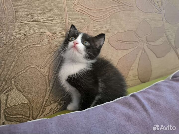 Очень милый игривый котенок мальчик