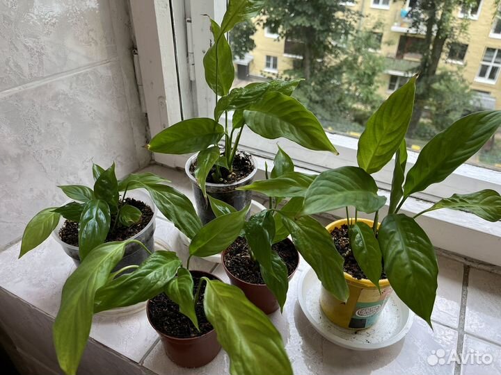 Спатифиллум Женское счастье