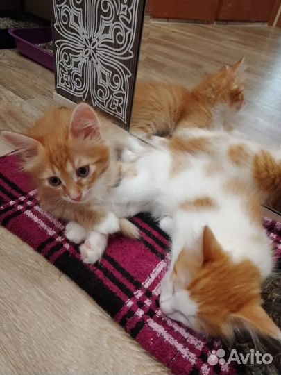 Кошка в дар