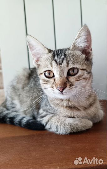 Кошки в добрые руки