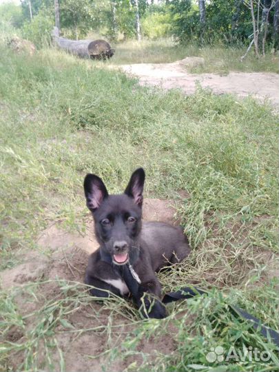 Собака в добрые руки щенок отдам бесплатно