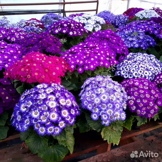 Цинерария. Сеянцы на доращивание к 8 марта