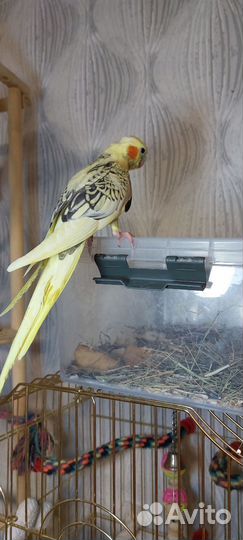 Птенцы попугая корелла