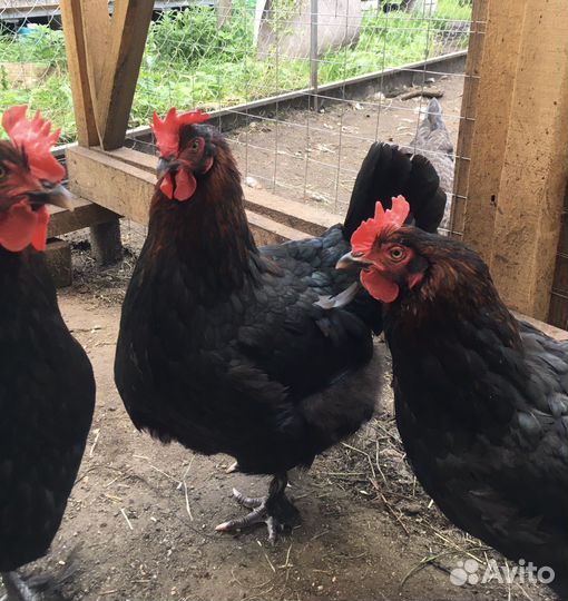 Инкубационное яйцо породных кур, цыплята, петухи