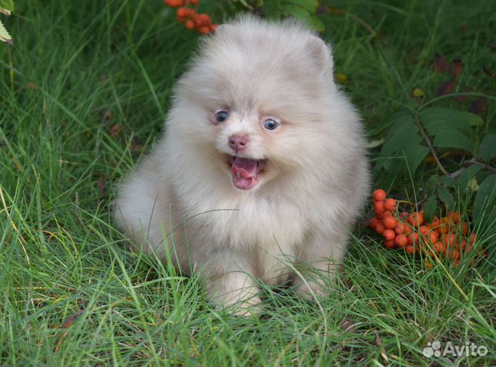 Экслюзивные редкие окрасы